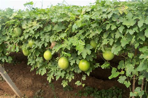 瓜蒌种植怎样提高产量？ 种植瓜蒌如何施肥？