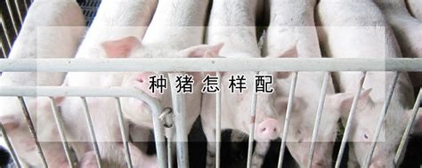 种猪怎样配 —【发财农业网】