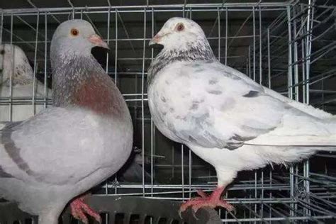 出售墨环鸽 两头乌鸽子 两头红鸽 短嘴观赏鸽养殖场 短嘴鸽子-阿里巴巴