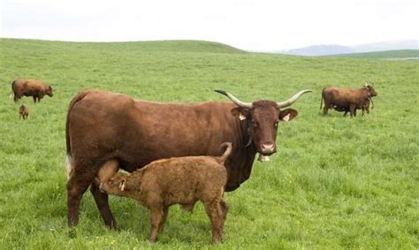 一头牛多少钱，附牛的养殖成本和利润分析 - 农敢网