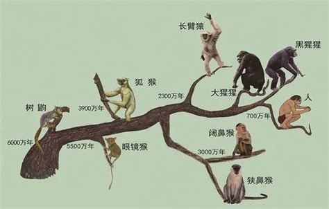 人类进化 - 搜狗百科