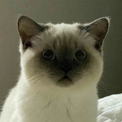 2022猫咪头像非主流