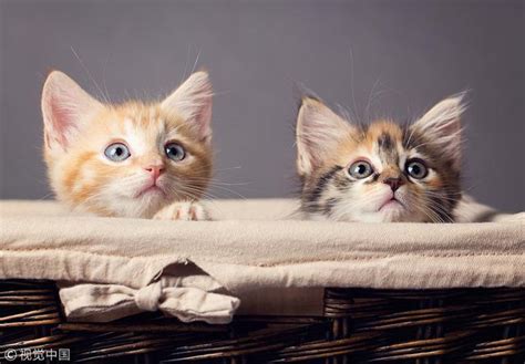 猫一年下几窝崽子正常？建议一年生产不超过2次 - 胖萌舍宠物网