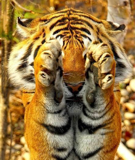 老虎和猫都是猫科动物，那老虎看见猫，会吃掉猫吗？_物种_黑猩猩_狮子