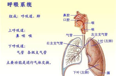 呼吸系统结构图图片