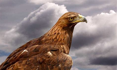 金鹰，这种神奇又美丽的“大鸟”它们是怎么捕食和生活的？