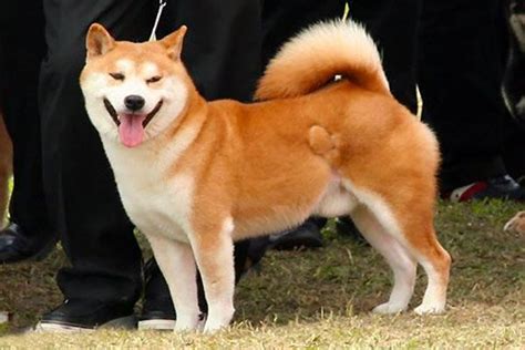 护主能力最强的狗 中国最凶最护主人的犬_宠物百科 - 养宠客