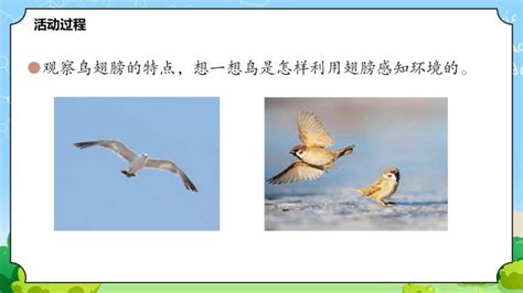 青岛版 (六三制2017)三年级上册3 动物的翅膀优秀教学课件ppt-教习网|课件下载