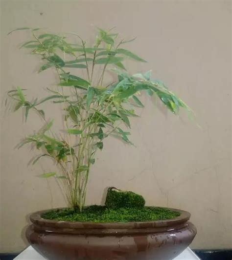 盆竹日常养护注意事项-养护管理-盆景艺术网