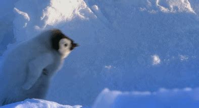 豆瓣评分9.7 BBC少儿科普纪录片《企鹅群里有特务 Penguins: Spy in the Huddle》全3集 中文版+英文版 mkv ...