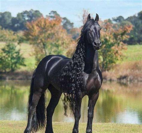 世界最帅的黑马王子，外形气质让你欲罢不能，配种一次3.5万美元|黑马王子|配种|气质_新浪新闻