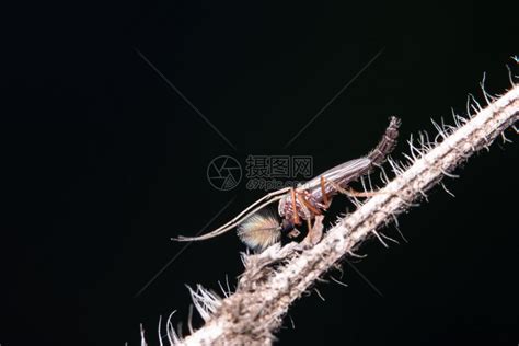 树枝虫图片