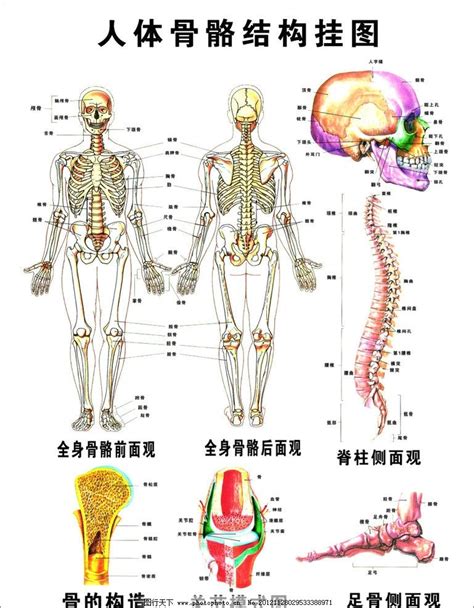 身体结构图图片