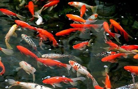 淡水鱼类养殖：对水温、养殖水体条件分类（高产量鱼的生产方式） - 新乡市优特蔬菜研究院