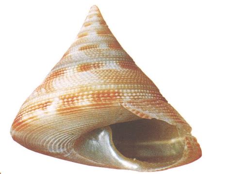 珍稀的海洋贝壳-四大名螺