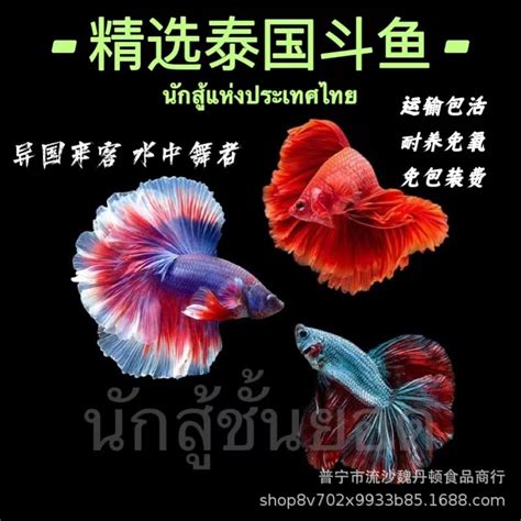 泰国斗鱼怎么分公母 | 说明书网