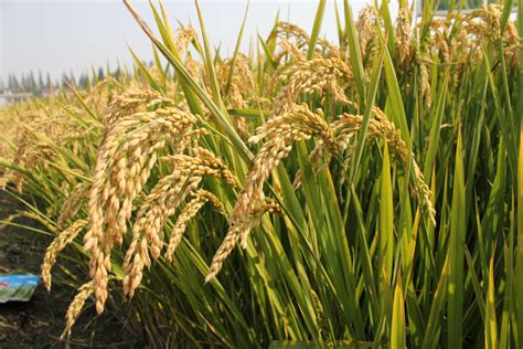 2022端午节水稻价格多少钱一斤？ - 惠农网