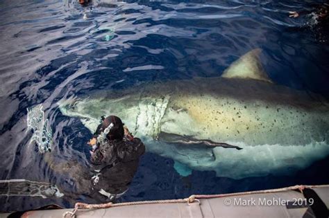 南非大白鲨破水而出吓坏潜水者 - 海洋财富网