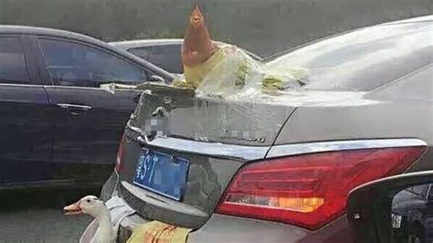 父母临行前把活鸡塞进车里 儿子高速停车捉鸡被罚200记6分_凤凰网视频_凤凰网