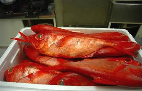 红色的海鱼都有哪几种，红色的鱼有哪些，红色的鱼是什么鱼
