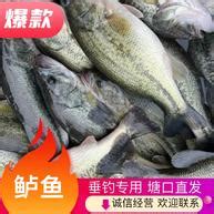 鲈鱼多少钱一斤-鲈鱼多少钱一斤,鲈鱼,多少,钱,一斤 - 早旭阅读
