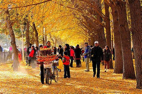 秋天的景色图片-秋天的美丽景色素材-高清图片-摄影照片-寻图免费打包下载