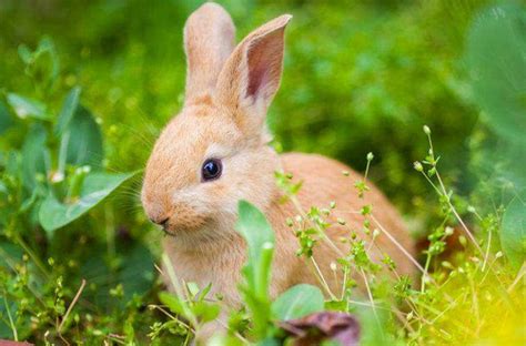 1999年属兔的是什么命，99年出生的兔五行属什么 -属兔-生肖网