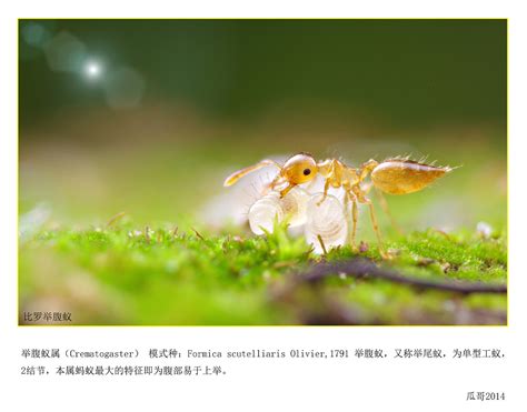 【小蚂蚁摄影图片】生态摄影_群立天下_太平洋电脑网摄影部落