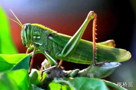 昆虫与人类的关系,昆虫的特点,昆虫有哪些_大山谷图库