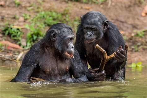 离奇！比利时女子自称与动物园黑猩猩相爱并频繁探望 动物园下禁令_凤凰网资讯_凤凰网