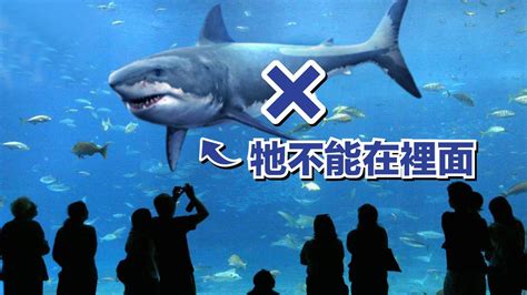 为什么所有的水族馆都没有大白鲨？_凤凰网视频_凤凰网