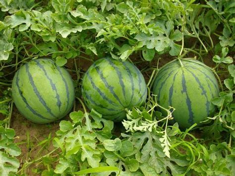 美都西瓜与麒麟西瓜有什么区别，麒麟西瓜的种植周期更短 - 新三农