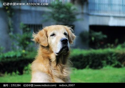 非主流金毛犬头像