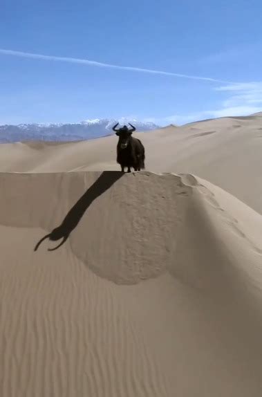iABC - 热情的沙漠