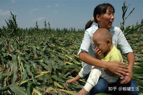 农民被逼无奈自创最狠的玉米“防偷术”，从此再也没丢过一颗玉米 眼下正是北方农村的玉米收获时节