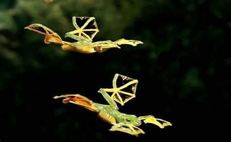 自然界会飞翔滑行的青蛙-华莱士飞蛙|华莱士|飞蛙|大自然_新浪新闻
