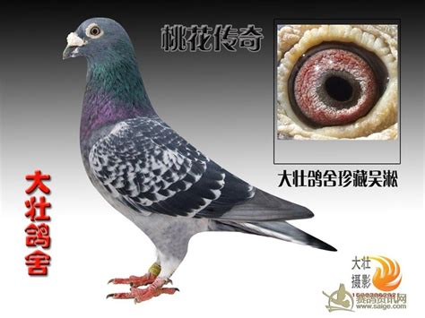 宝鸽鸽图片