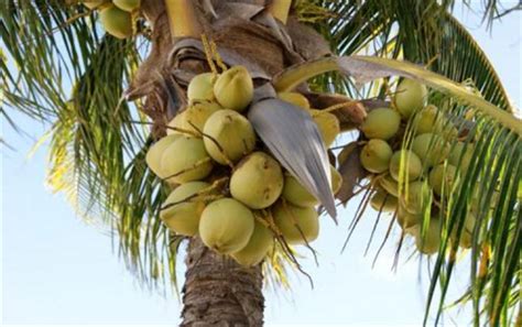 临假期大涨价！三亚景区椰子卖到20元 上半年多灾多难影响产量 - 相关行业 - 活性炭网