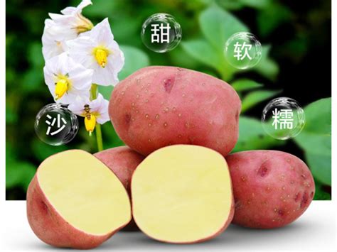 为啥中国最好吃的土豆在大西北|土豆|定西|土豆粉_新浪新闻