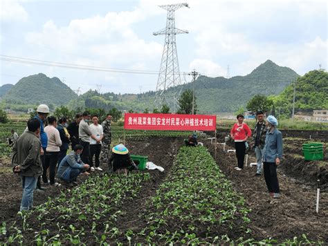 贵州黔西南：大湾区“菜篮子”基地采收忙 蔬菜外销量超65%