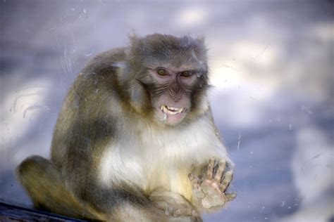 聪明灵巧的猴子-中关村在线摄影论坛