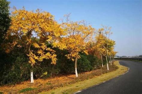 上海秋天旅游拍照景点，这些公园怎能错过？附行李寄存指南 - 知乎