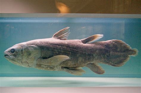 从鱼到人，人类居然是鱼类进化而来的？：科普中国-邳州文化网
