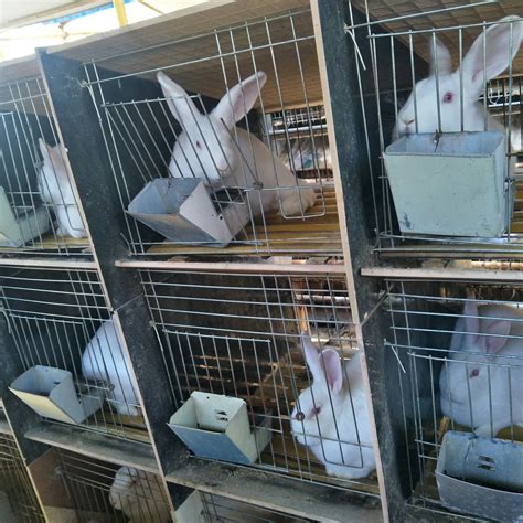 额尔古纳市长毛兔肉兔养殖基地_肉兔养殖场_恒鑫种兔养殖场