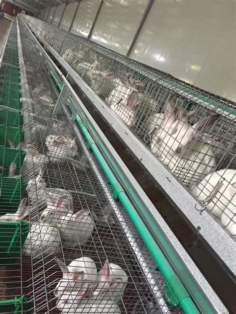四川兔子养殖公司养殖肉兔需要多少成本？-四川省融蔚农业科技有限公司