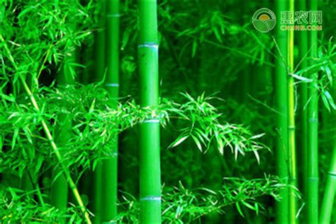 竹子的生长习性及其形态特征-168鲜花速递网
