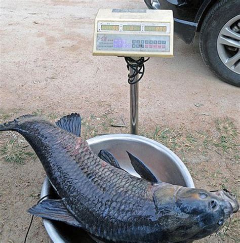 请问大师10斤重以上的鱼需要几号钩合适 - 钓鱼之家