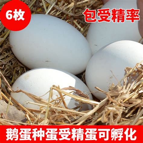 6枚纯种五龙鹅鹅蛋种蛋受精蛋种蛋可孵化鹅苗四季鹅新鲜大三花-淘宝网