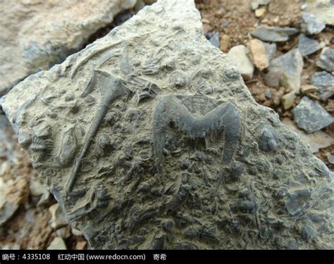 小涩孩 的想法: 家乡的两块燕子石！燕子形状的化石是5.6… - 知乎