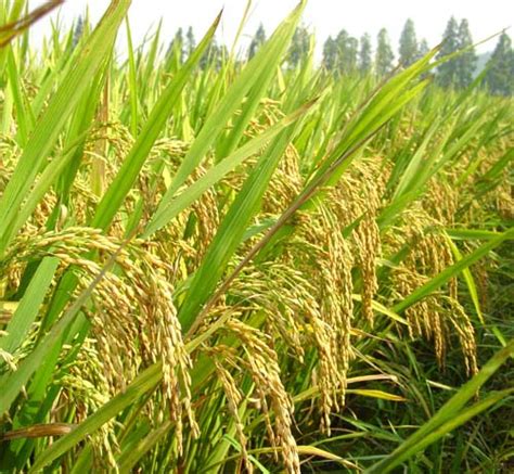 水稻如何施用穗肥？_农化服务_红色劲典缓控释肥料网